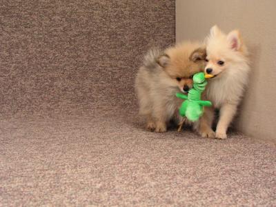 Mar11b_05_026.JPG