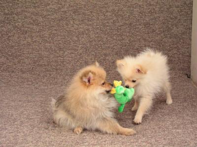 Mar11b_05_036.JPG