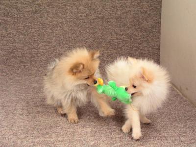 Mar11b_05_037.JPG