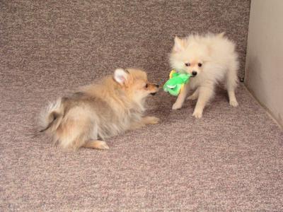 Mar11b_05_039.JPG