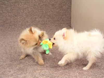 Mar11b_05_041.JPG