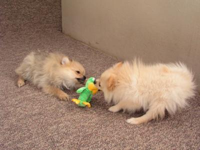 Mar11b_05_042.JPG