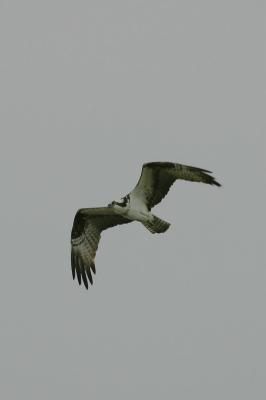 Osprey in Flight I