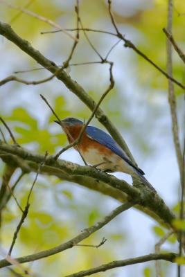 Eastern Bluebird