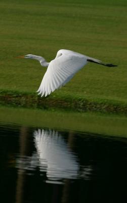 Great Egret II