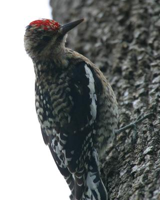 First Year Sapsucker