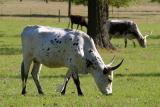 Cattle Egret I