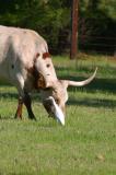 Cattle Egret II