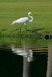 Great Egret I