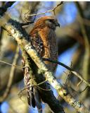 Coopers Hawk I