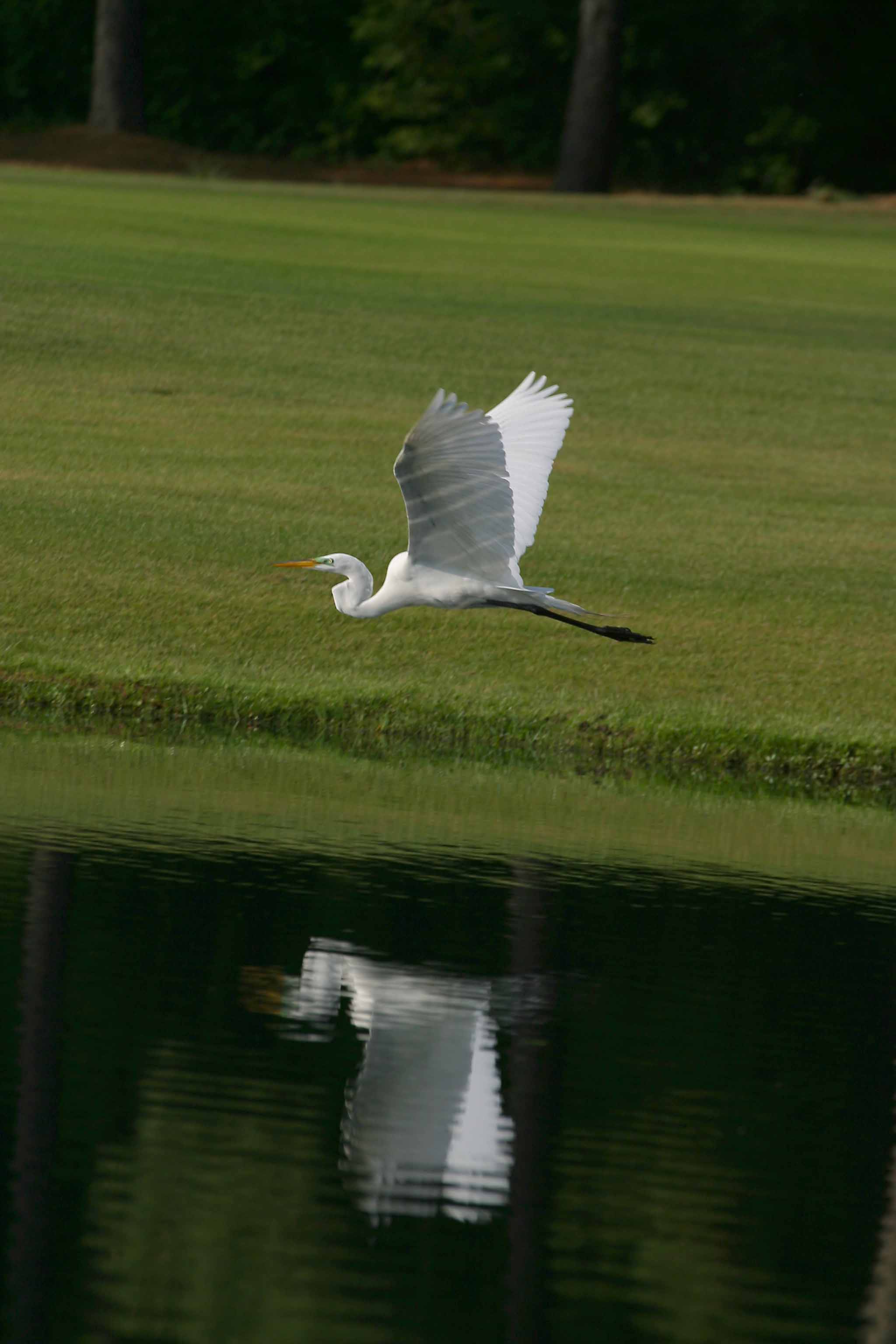 Great Egret III