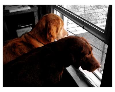 WINDOWDOGSb1
