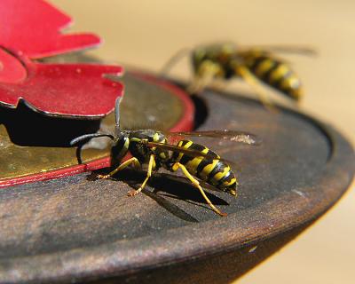 wYellow Jacket Twin.jpg
