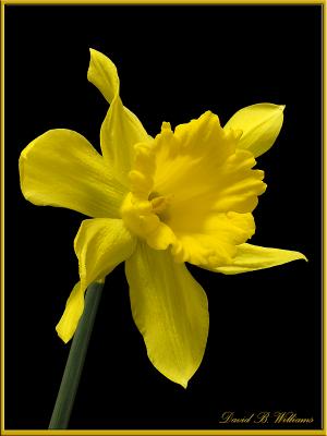 wIrish Daffodil1 framed.jpg