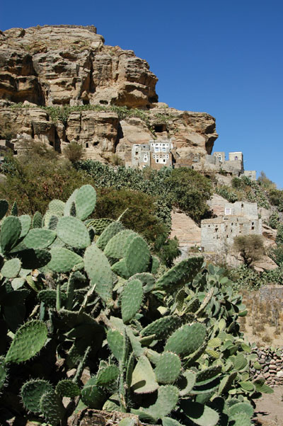 Cactus, Shibam (Al-Mahwit)