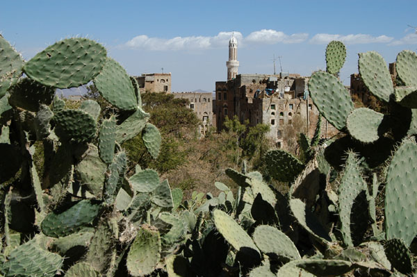 Cactus, Shibam (Al-Mahwit)