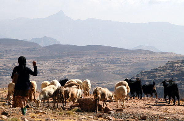 Yemeni shepherd girl