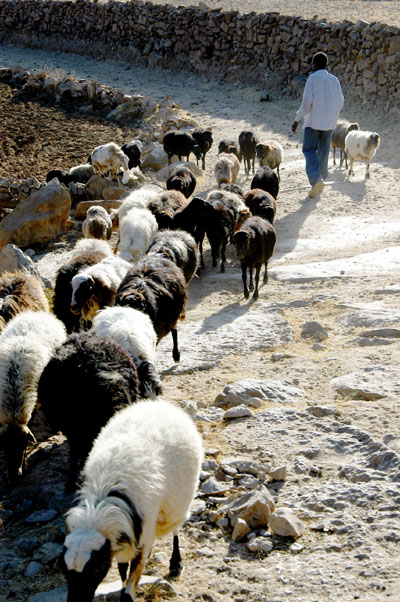 Sheep between Thilla and Hababa