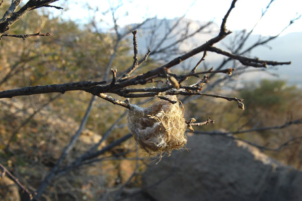 Bird nest near Hababa