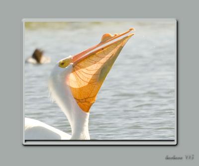 white_pelican_fishing_for_lunch