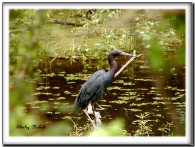 Little blue heron.jpg