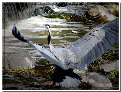 blue heron wings-3-9.jpg