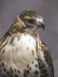 Adult Red Tail Hawk