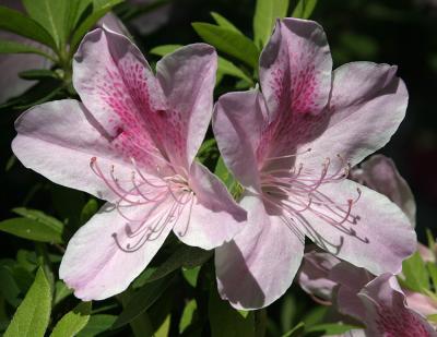 azaleas close up