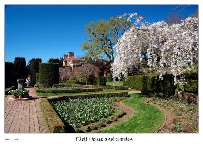 Blossoming Cherry trees at Filoli House