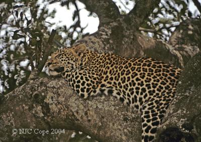 leopard-14.jpg