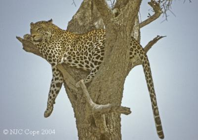 leopard-16.jpg