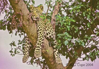 leopard-24.jpg