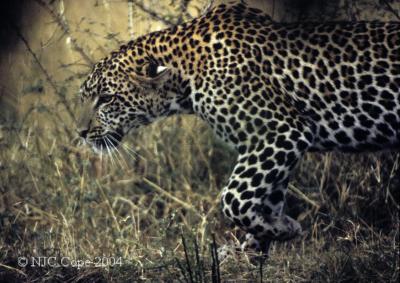 leopard-57.jpg