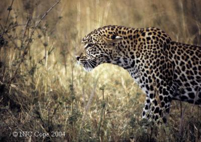 leopard-58.jpg