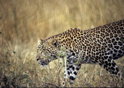 leopard-60.jpg