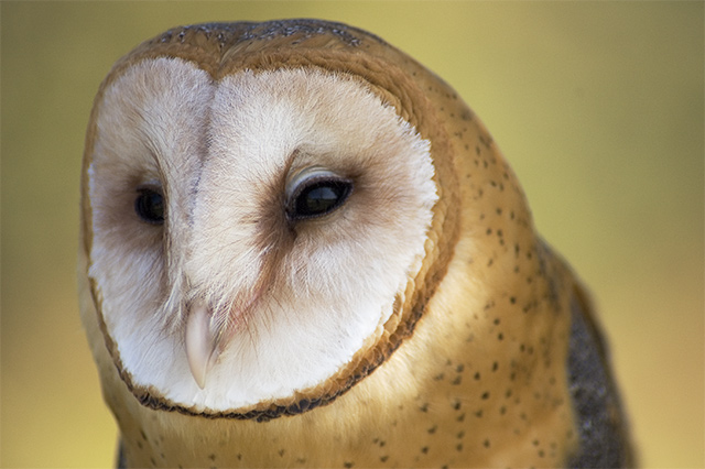 Barn Owl Closeup