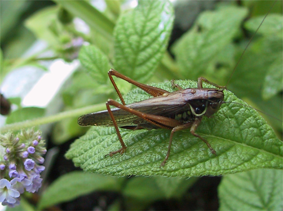 Grasshopper