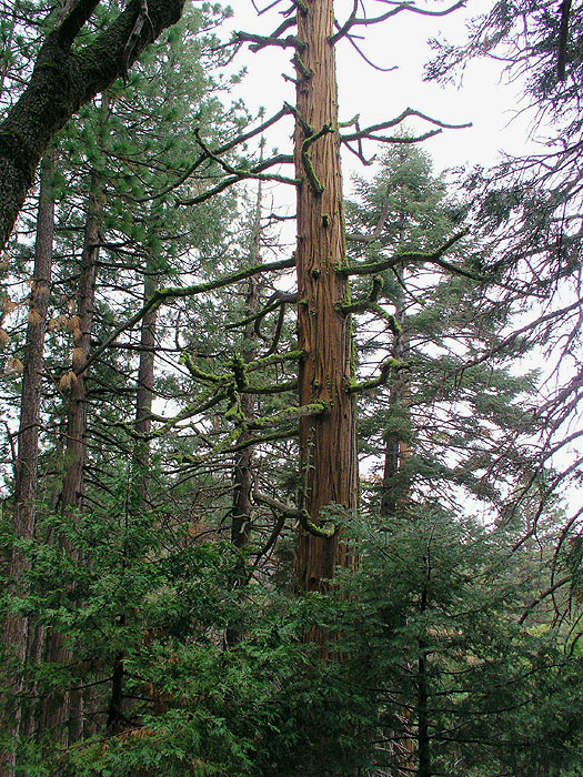 Moss Covered Branches