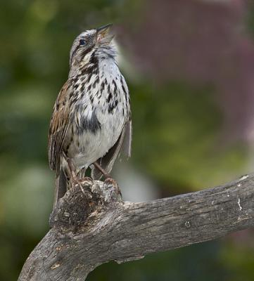 Song-Sparrow.jpg