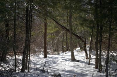 Early March visit to Sparrow's Mill