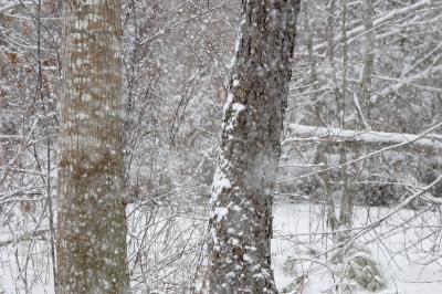 The March Snowstorm in Peirson Woods