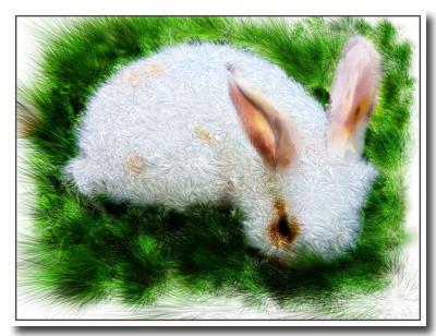 little-bunny.jpg