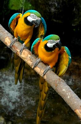 Blue and Gold Macaws 6