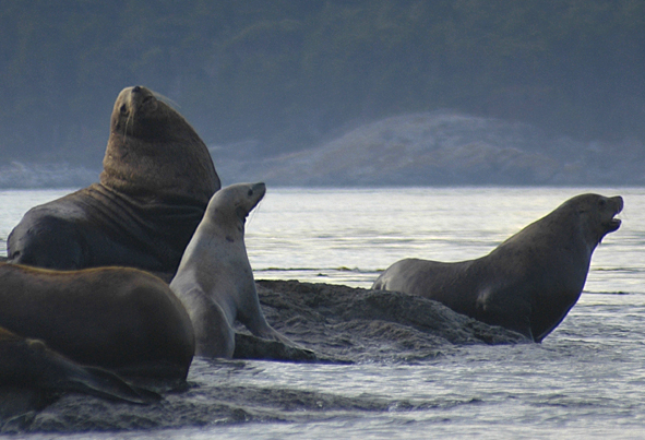 Sea Lions