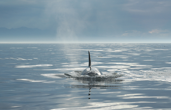 Orca 2