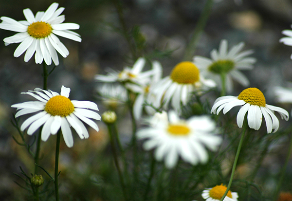 Daisy