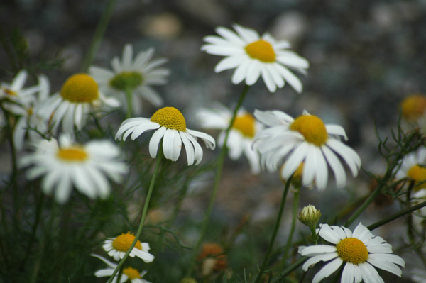 Daisy