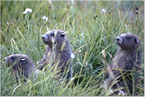Marmot Babies 23