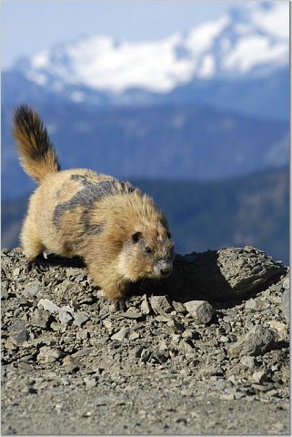 Marmot 1