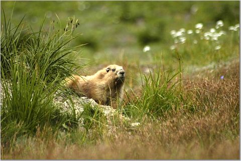 Meadow  7